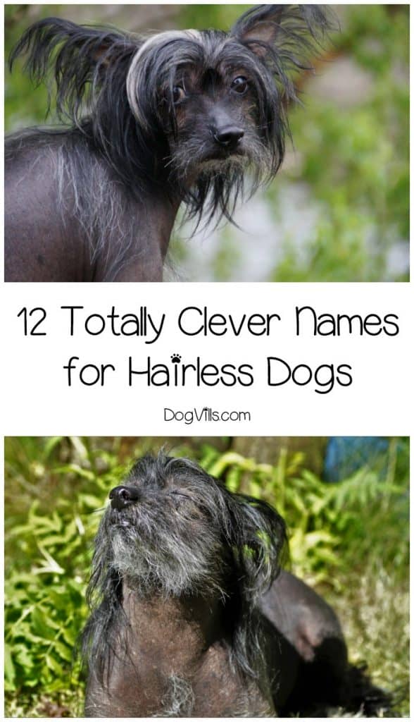 We had so much fun coming up with these names for hairless dogs! If you've recently adopted a Chinese Crested, Xoloitzcuintli, or one of the other hairless breeds, take a peek at what we've come up with for clever names!