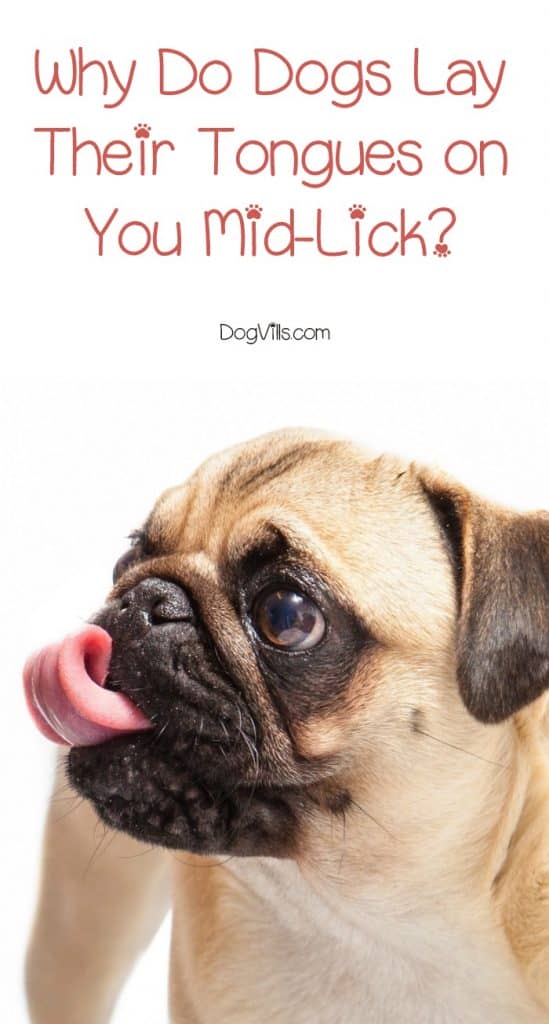 We answer the question, "When my dog licks me, sometimes she'll stop mid-lick and just lay her tongue on me. What does that mean?" Find out what's up with this dog behavior!