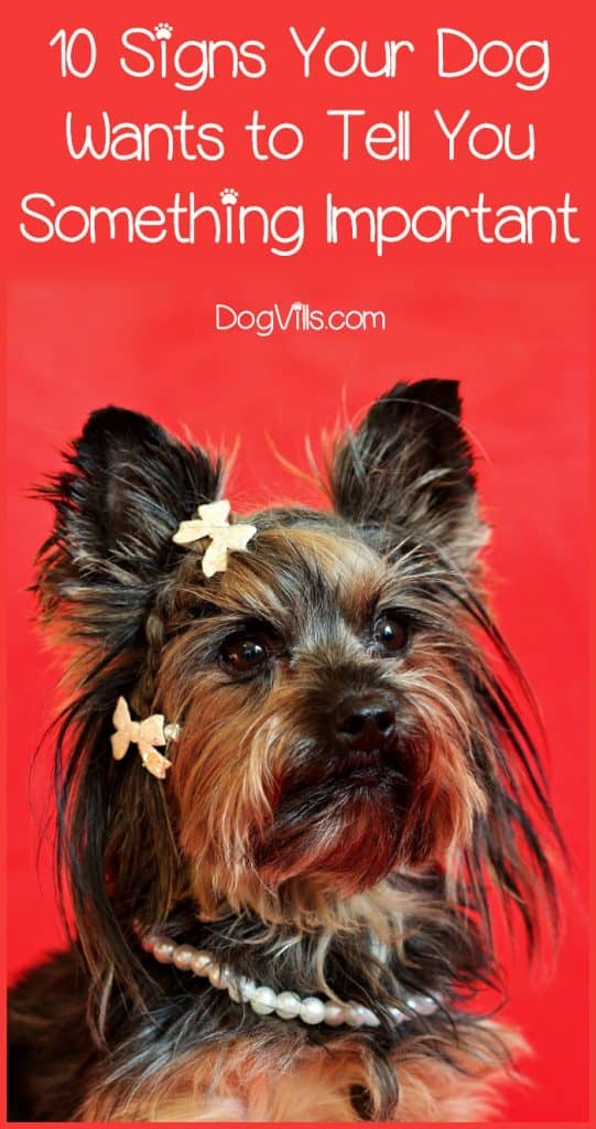 Are you puzzled by your dog’s behavior? Are you wondering if he is trying to tell you something? Well, it’s your lucky day. Keep on reading to find 10 signs that your dog wants to tell you something important.