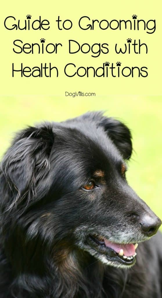 Is grooming safe for senior dogs with health conditions? While it doesn't really sound like something that could be dangerous, there are some things you need to keep in mind when taking your older pooch to the groomer.