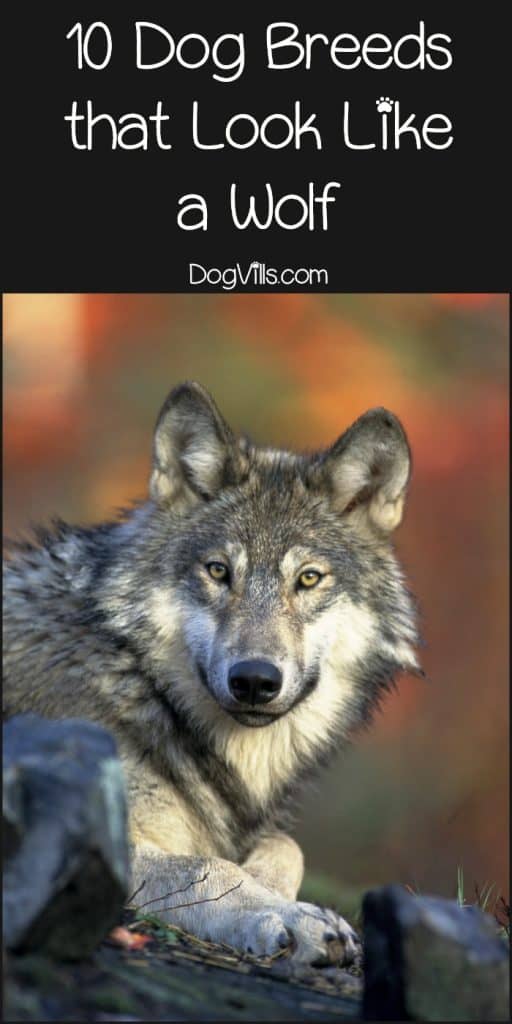 Good family pets or wolves in dog's clothing: you be the judge with these 10 dog breeds that look like a wolf! I bet there's a few unique breeds you haven't heard of on this list!