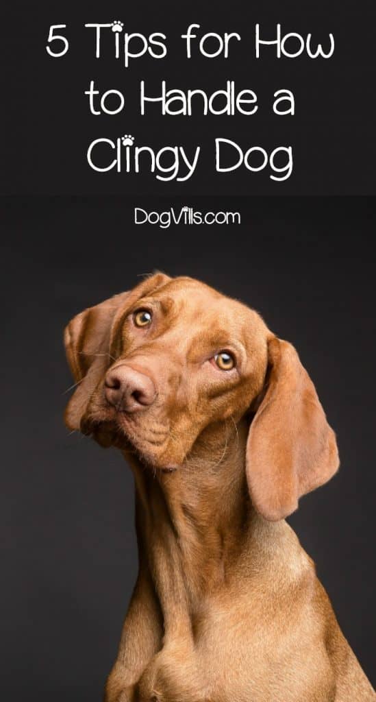 When you have a clingy dog, it's easy to get annoyed with him. However, remember that a clingy dog is a happy dog. So take action and work to change his behavior rather than just be annoyed. These tips can help you reduce the demands on you from your clingy dog.