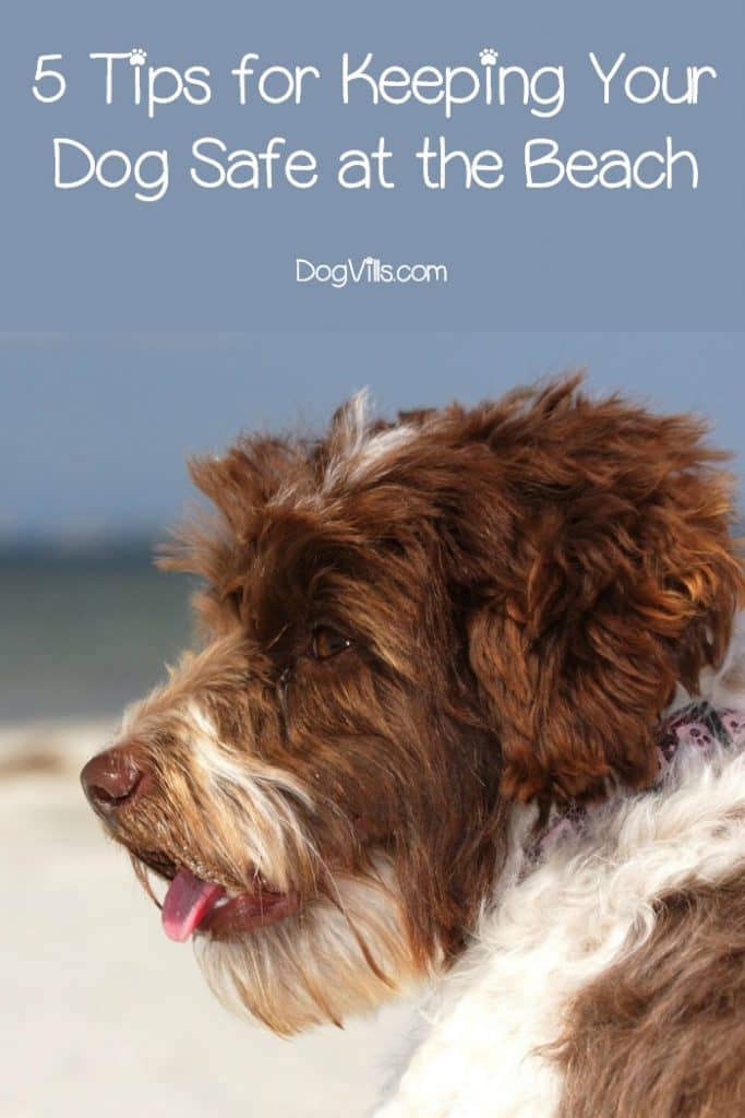 Do you know how to keep your dog safe at the beach? During the hot summer days, there is nothing more refreshing than a trip to the beach for humans and dogs alike. No one wants it to turn into a disaster, though! Check out these 5 safety tips!