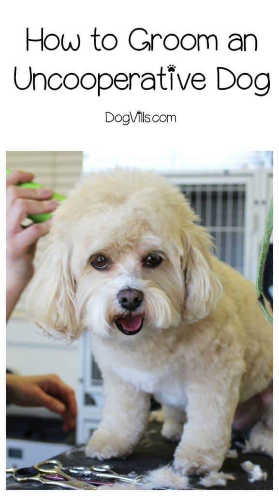 If you want to know how to groom an uncooperative dog, you've come to the right place. The basic gist of how to groom an uncooperative dog involves desensitization and lots of treats. It takes patience and time, but it's doable and will make both your lives so much better.