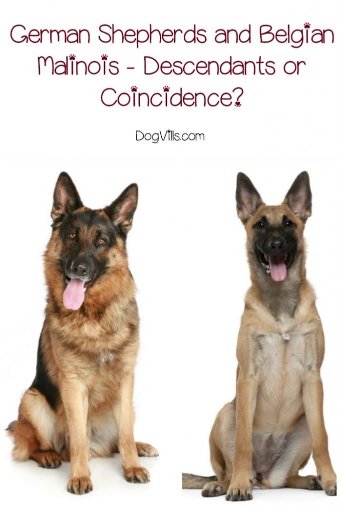 Do German Shepherds and Belgian Malinois descend from each other, or is it just a coincidence that they look the same? Explore the answer and learn all about these two popular dog breeds!