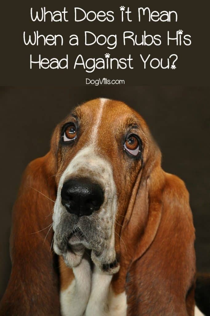 “What does it mean a dog rubs his head against your head?” We were curious, too, and did some digging! Find out the top 5 reasons why your dog rubs his head against you!