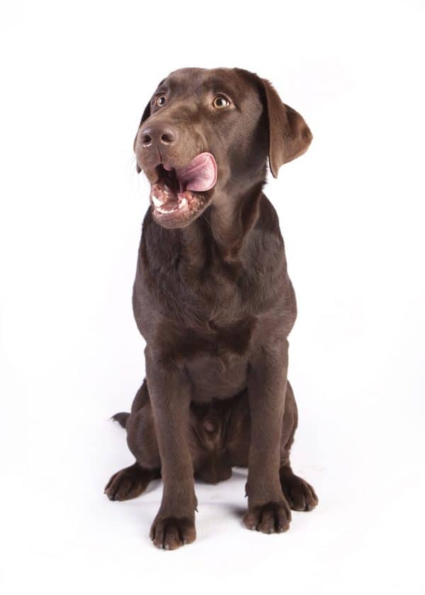 8 Warning Signs That a Dog is Dying dog eating