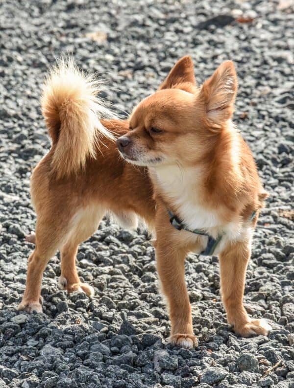 8 Warning Signs That a Dog is Dying dog shaking