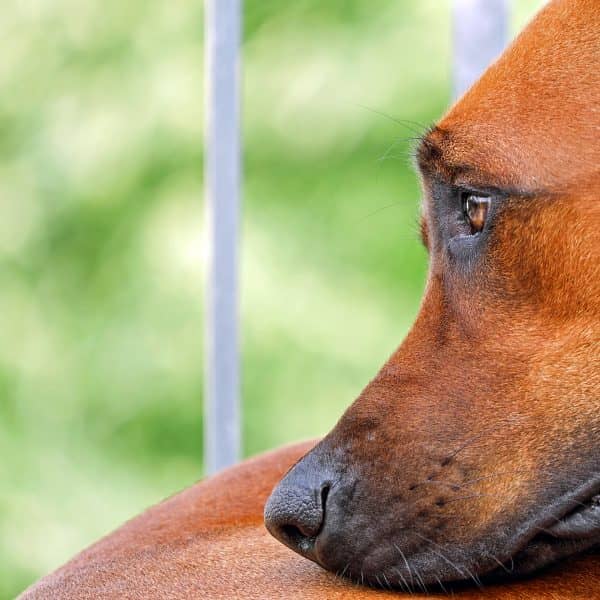 8 Warning Signs That a Dog is Dying fatiguet