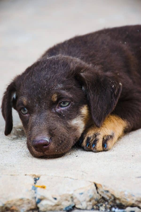 8 Warning Signs That a Dog is Dying lack of interest
