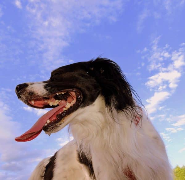 dog-8 Warning Signs That a Dog is Dying dog breahing