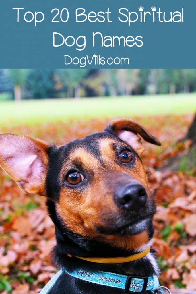 If you're looking for beautiful spiritual dog names for both make and female pups, you'll love our top 20 favorites! Check them out!
