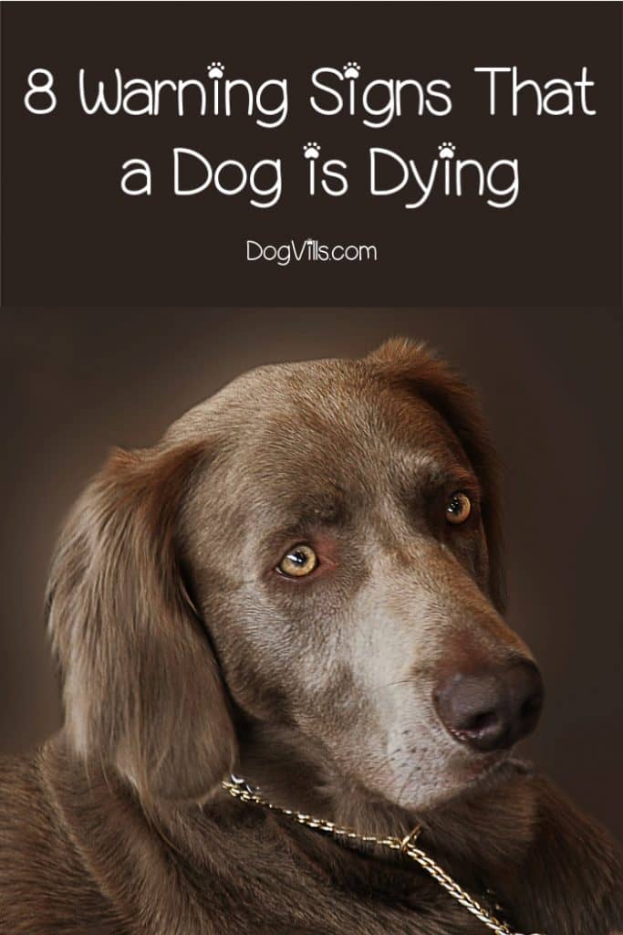 Worried that the end is near for your faithful companion? We're talking about the 8 warning signs that a dog is dying. Read on so you can be better prepared.
