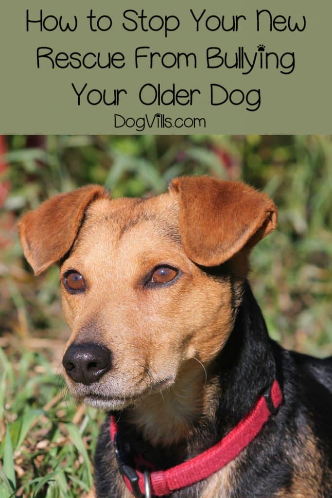 If your rescue dog doesn’t get along with your other pooch, you might be wondering how to stop your rescue dog from bullying your other dog. Read on for 5 dog training tips that will help!