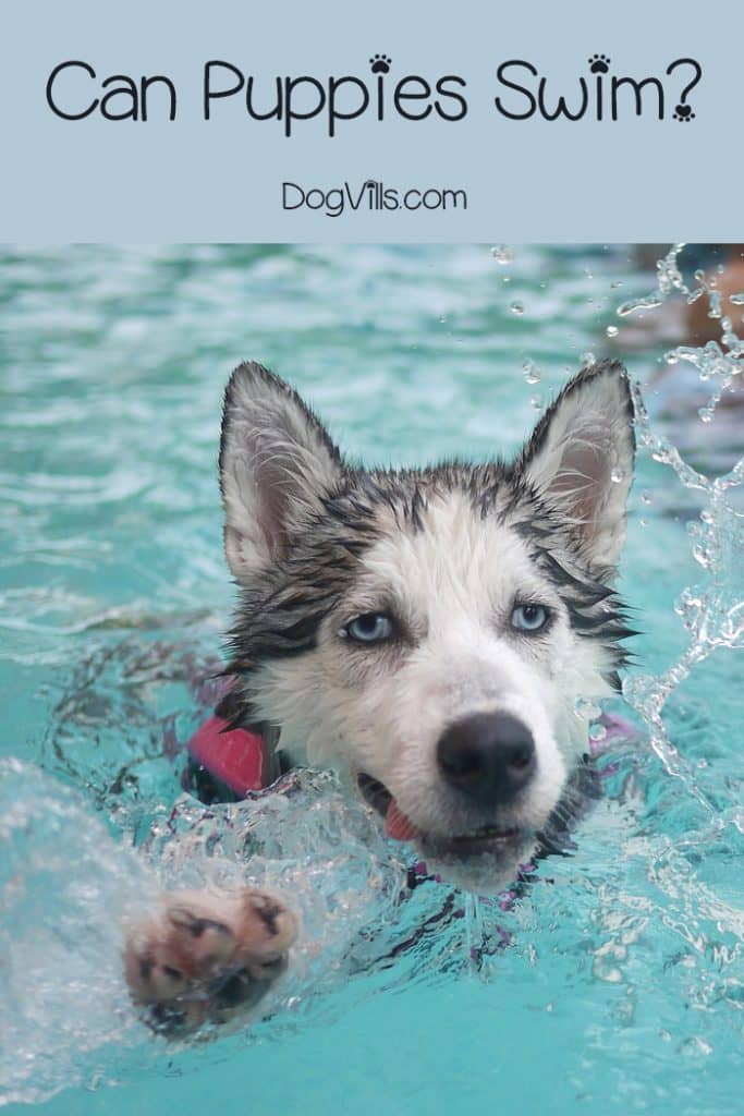Can puppies swim? The answer to that depends! Find out whether your dog breed is made for water, and how to safely train him to swim!