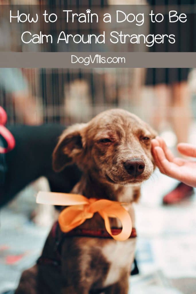 Do you know how to train a dog to be calm around strangers? If not, don't worry: we've got you covered! Check out 5 tips to make it a breeze!