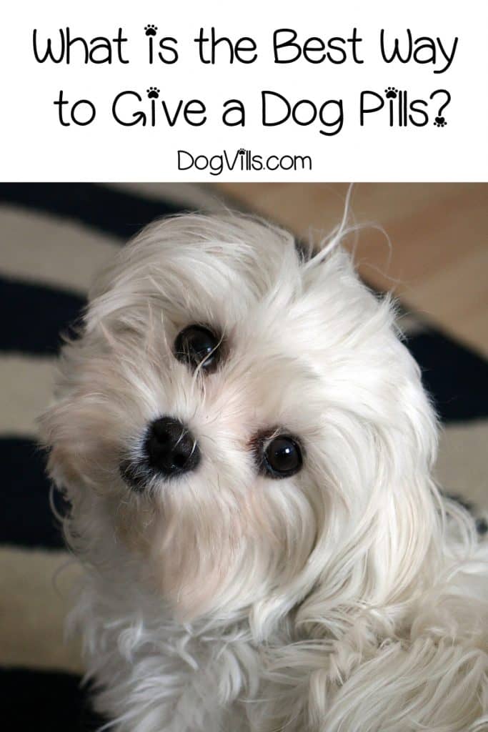 Want to know how to give a dog pills? This is the post for you. Today, we cover four methods than answer the question: how to give a pill to a dog.