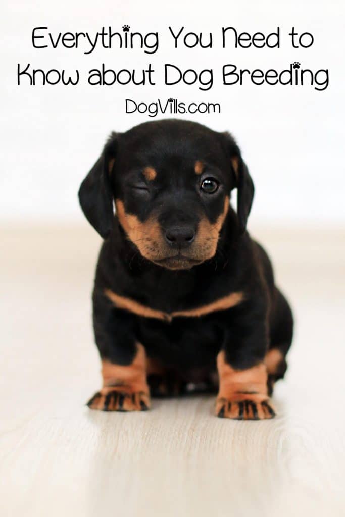 Looking for a judgement-free guide to what you need to know about dog breeding? Read on for what you need to know before you decide if it's right for you.