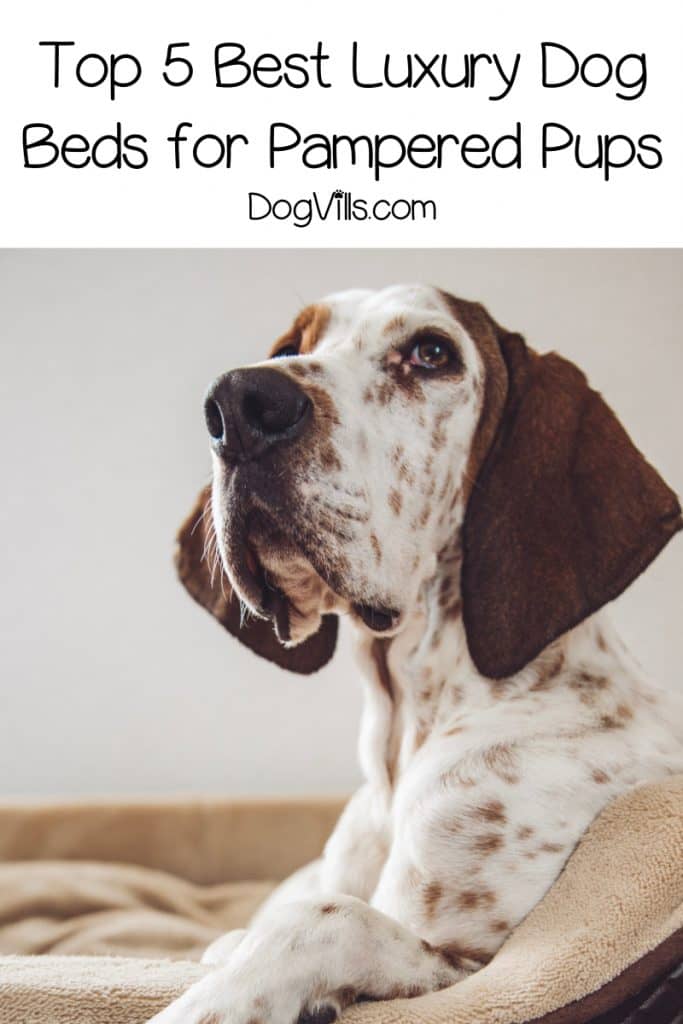 Looking for the best luxury dog beds for your pampered pooch? Read on for our top five picks, plus find out why you should invest in a luxury bed!