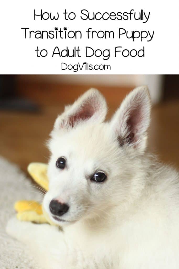 Your sweet pooch is growing up quickly, and it’s time to transition from puppy to adult dog food. Check out 5 tips for a smoother switch! https://dogvills.seahwk.com/transition-from-puppy-to-adult-dog-food #dogs #doglife