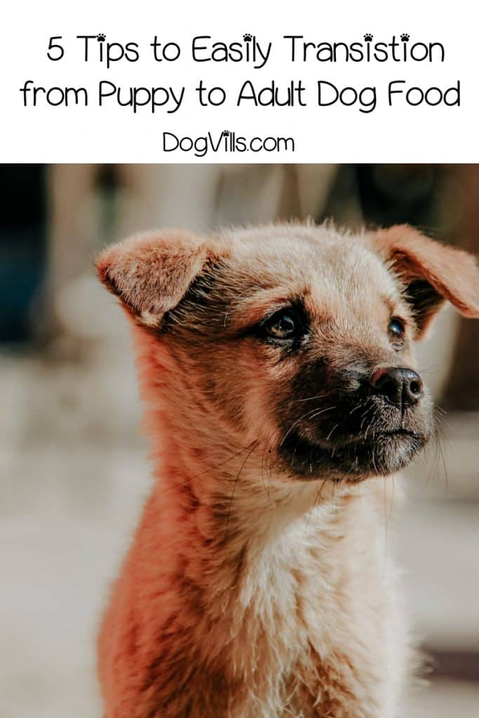 Your sweet pooch is growing up quickly, and it’s time to transition from puppy to adult dog food. Check out 5 tips for a smoother switch! https://dogvills.seahwk.com/transition-from-puppy-to-adult-dog-food #dogs #doglife
