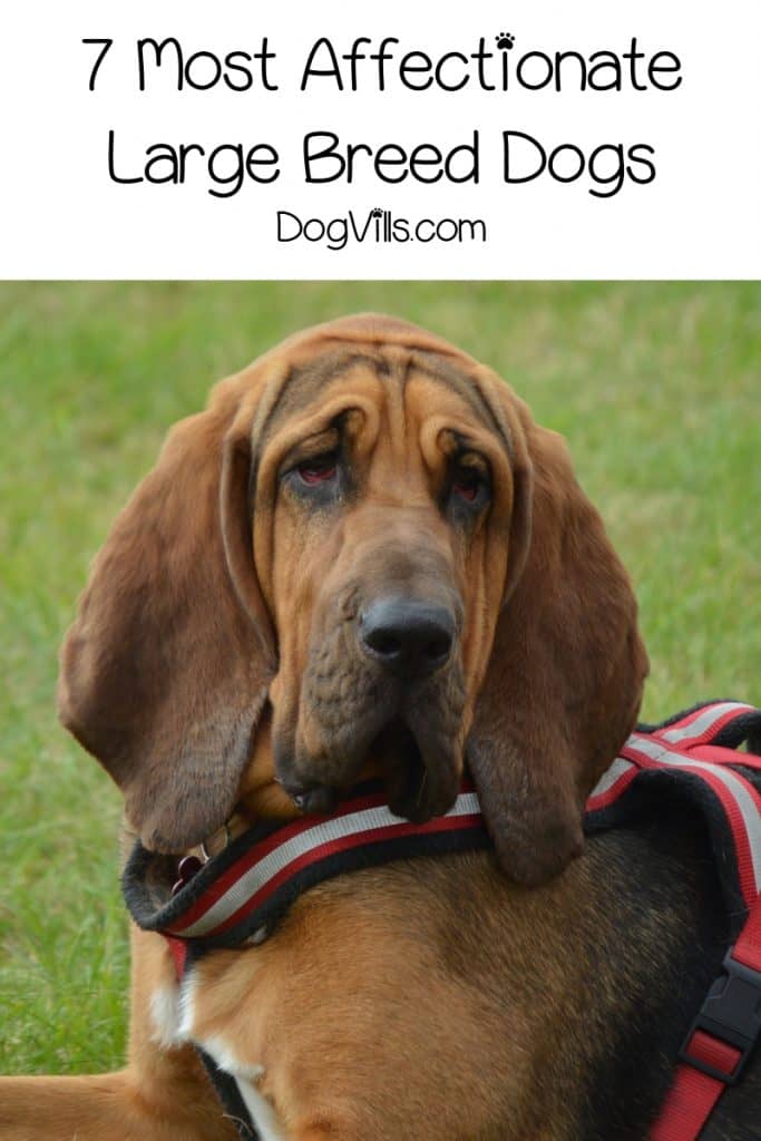 Looking for the most affectionate large dog breeds? Check out the top 7 large pups who love a good cuddle with their people!
