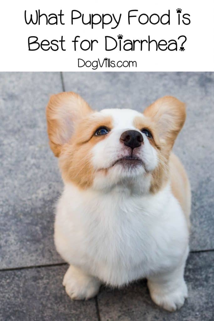 What puppy food is best for diarrhea? Read on for the best types of food for puppies with sensitive bellies, plus learn the common causes of loose stools.