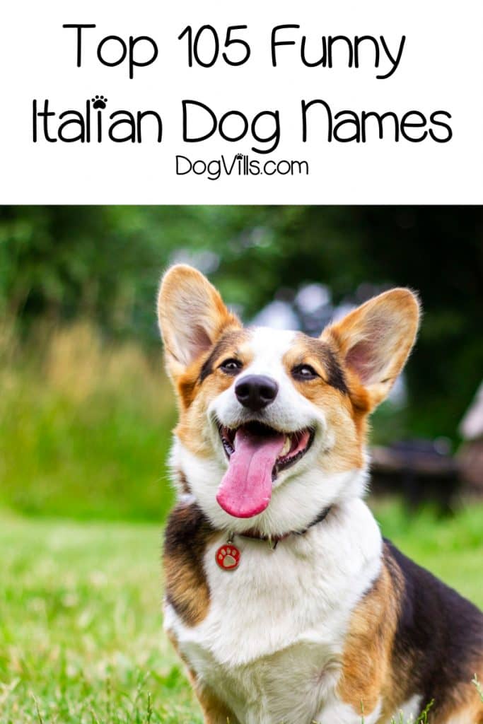 Looking for funny Italian dog names? We rounded up 100+ of the cleverest ideas for male & female dogs. We even threw in some strictly Sicilian dog names! Check it out!