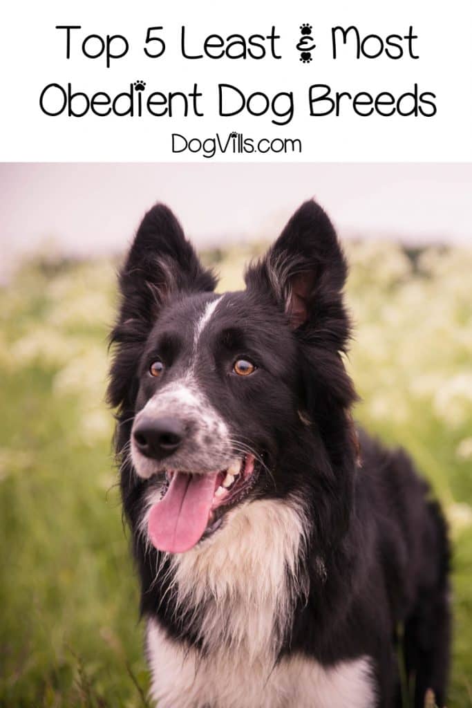 Do you want to know which the most obedient dogs and least obedient dogs are? Today, you'll find out! Read on for the top 5 breeds in each category!