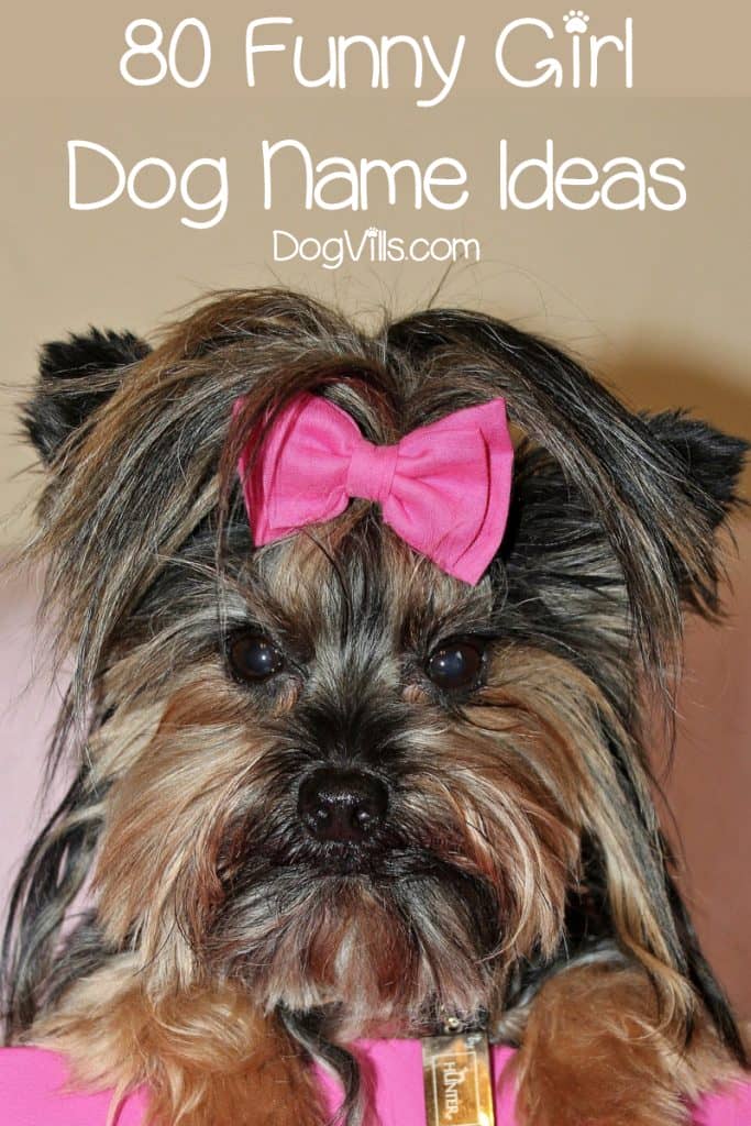 If you're looking for the best funny girl dog names, you’ll laugh out loud at our list of 80 hilarious ideas! Check it out! 