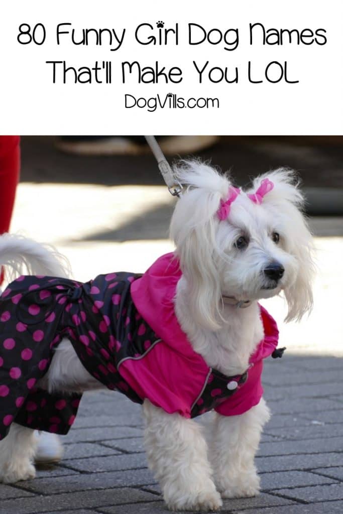 If you're looking for the best funny girl dog names, you’ll laugh out loud at our list of 80 hilarious ideas! Check it out!
