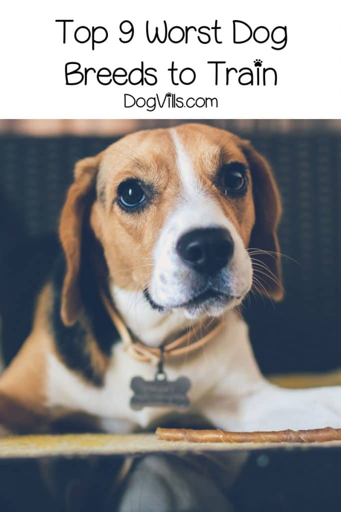 What are the worst dog breeds to train? While all dogs are teachable, some need a lot more patience than others! Check out the 9 least trainable dog breeds!