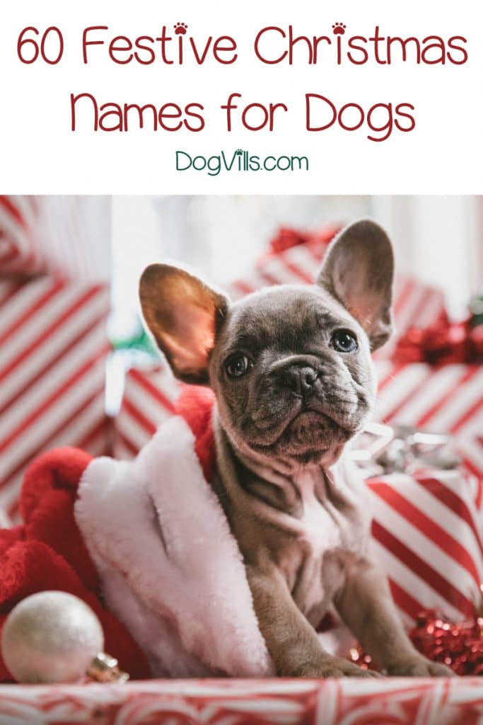 Getting a new puppy for the holidays? You’ll definitely want to check out our favorite Christmas dog names for boys and girls!
