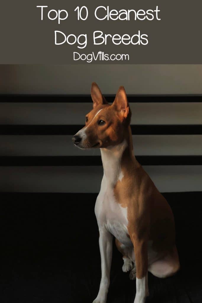 If you’re searching for the cleanest dog breeds to help you choose your next canine companion, you need our list! These are the least messy pups of all.