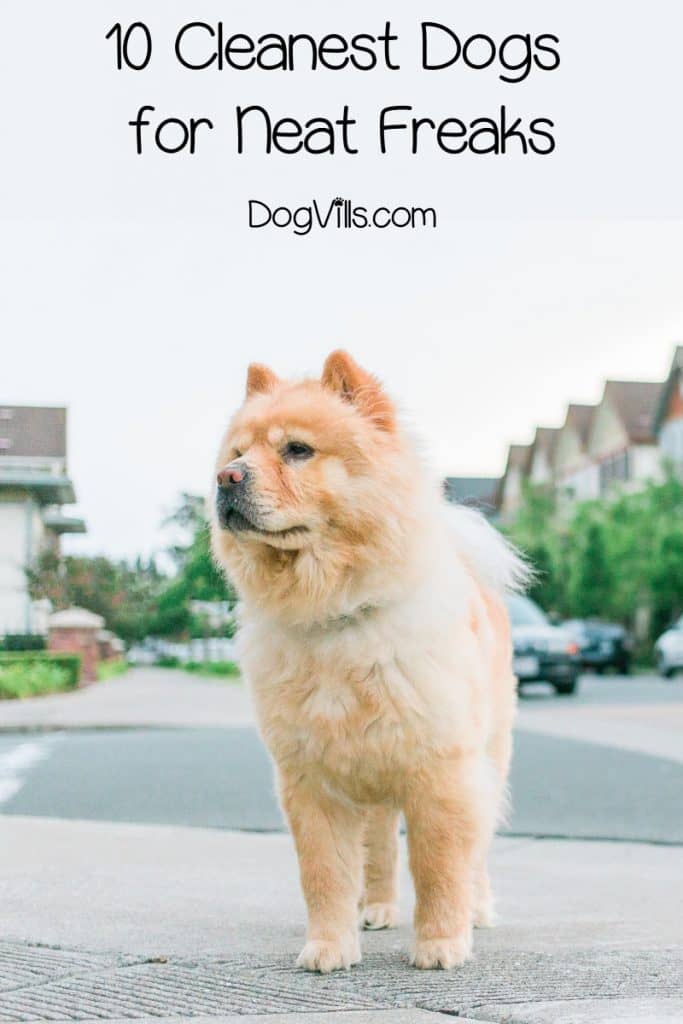 If you’re searching for the cleanest dog breeds to help you choose your next canine companion, you need our list! These are the least messy pups of all.