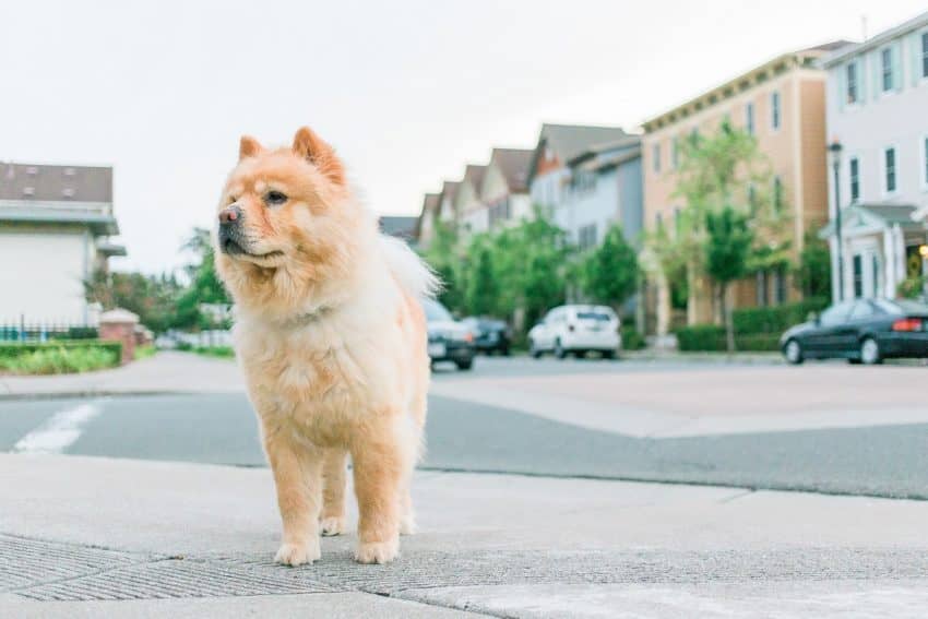 If you’re searching for the cleanest dog breeds to help you choose your next canine companion, you need our list! These are the least messy pups of all.