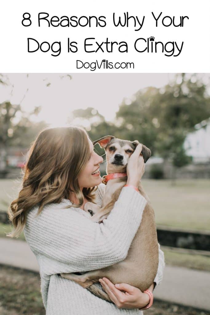 Why is my dog clingy all of the sudden? If you’re wondering the same thing, read on for 8 potential answers to this odd dog behavior.
