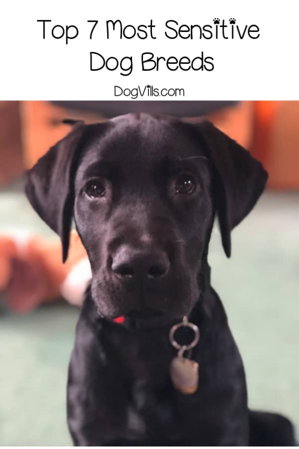 Can you name the most sensitive dog breeds with the gentlest souls? Give it a try, then read on to find out if you're right!