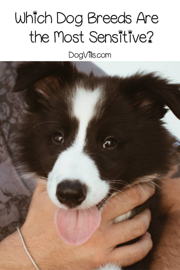 Can you name the most sensitive dog breeds with the gentlest souls? Give it a try, then read on to find out if you're right!