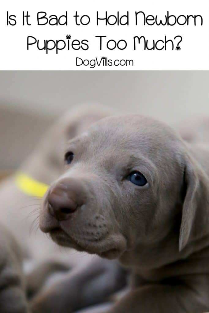 Are you wondering if it’s bad to hold newborn puppies too much? Worried mom will reject them? Read on for a few guidelines that will help you out!