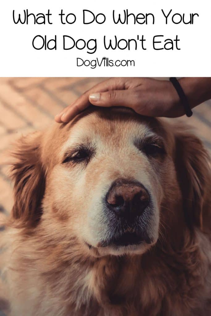 If you're worried about an older dog not eating, you're not alone. Read on to learn more about lack of appetite in older dogs and how to address it.