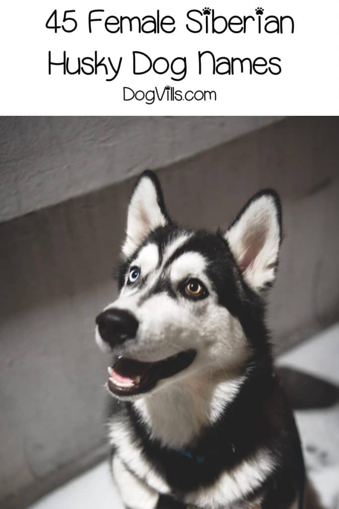 If you're looking for some really fantastic Siberian Husky dog names, get ready to be inspired! Check out 90 that we love, inspired by their origins, wolf-like appearance and more!