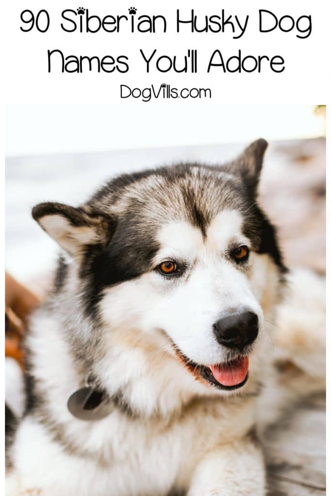 If you're looking for some really fantastic Siberian Husky dog names, get ready to be inspired! Check out 90 that we love, inspired by their origins, wolf-like appearance and more!