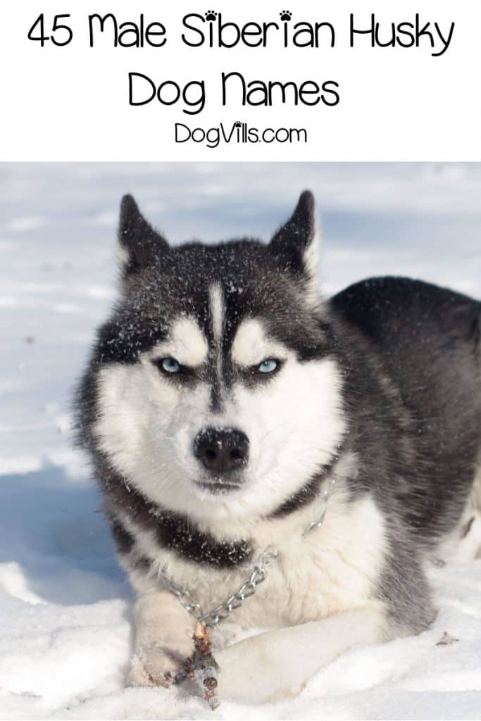 If you're looking for some really fantastic Siberian Husky dog names, get ready to be inspired! Check out 90 that we love, inspired by their origins, wolf-like appearance and more!