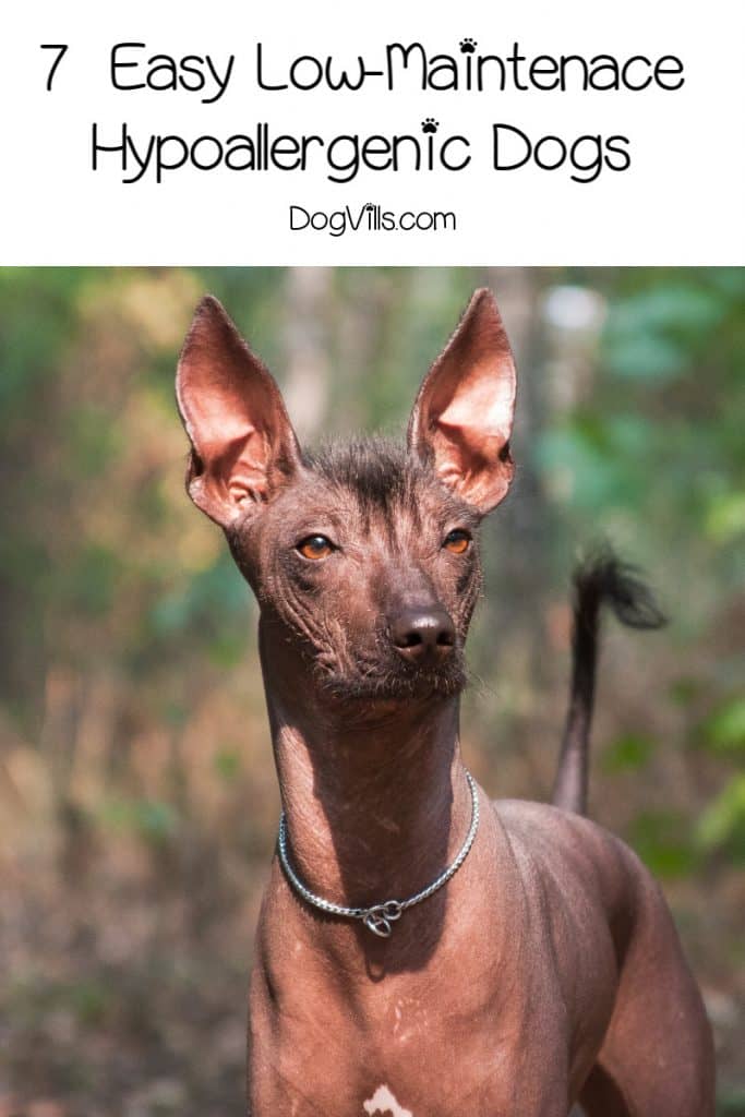 Are you looking for easy hypoallergenic dogs that don't shed much (or better yet, at all)? Check out these top 7 low-maintenance breeds!