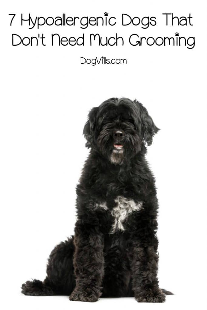 Are you looking for easy hypoallergenic dogs that don't shed much (or better yet, at all)? Check out these top 7 low-maintenance breeds! 
