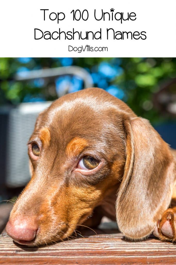 It's time to think outside the hot dog puns and find some truly unique Dachshund names! Check out 100 that we think are wonderful!