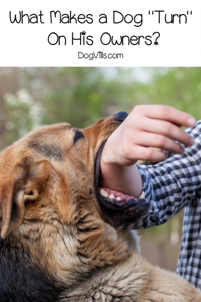 Why do dogs turn on their owners? There are a lot of reasons. Read on to learn why it happens so you can prevent tragedy from striking.
