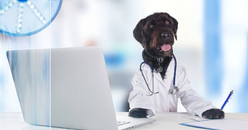These top 100 medical names for pets make fantastic ideas for doctors, nurses, and first responders. We came up with 50 each for boys and girls! Check them out! 
