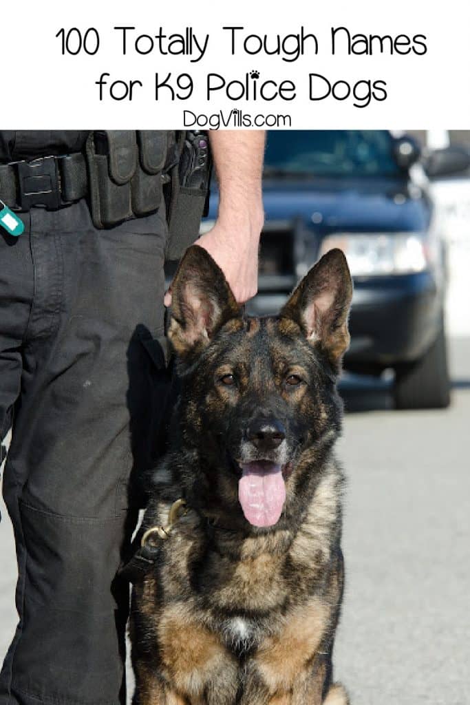 If you're looking for some tough police dog names for your favorite pup, then here is where you should be. Check out 100 that we love!